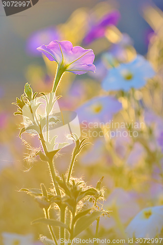 Image of Nicotiana alata