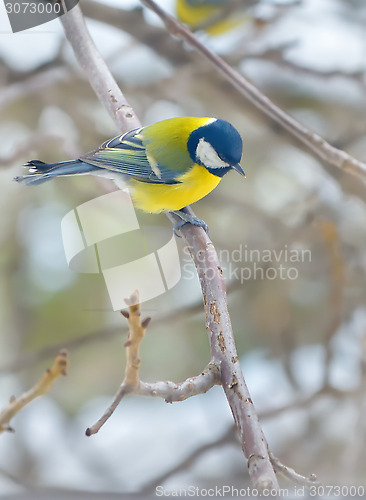 Image of Great Tit (Parus major)