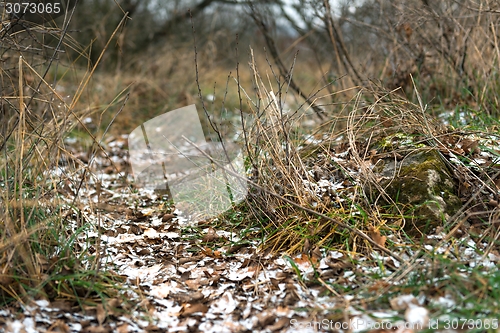 Image of Small Pathway going trough the park