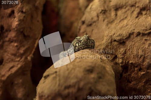 Image of Lizard on the rock