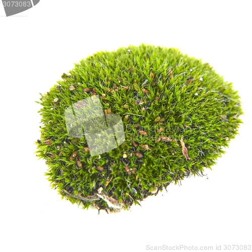 Image of Green moss isolated 