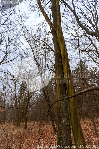 Image of Abstract hoto of some winter branches