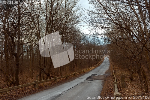 Image of Road in the forest