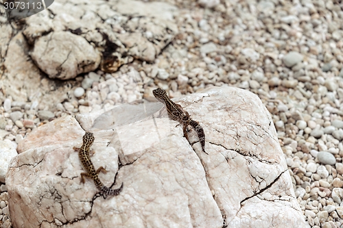 Image of Gecko lizard on rocks 