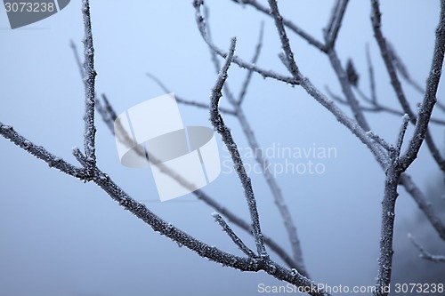 Image of Winter tree