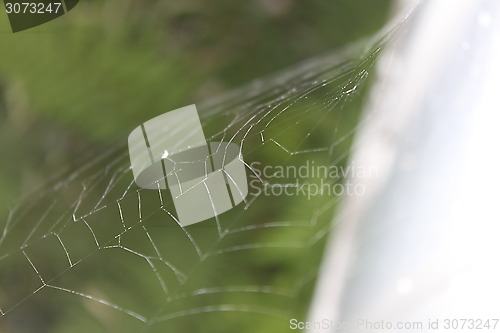 Image of Spiderweb