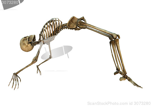 Image of Human Skeleton