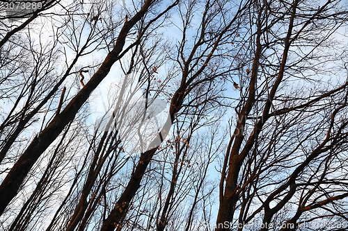 Image of Bare trees