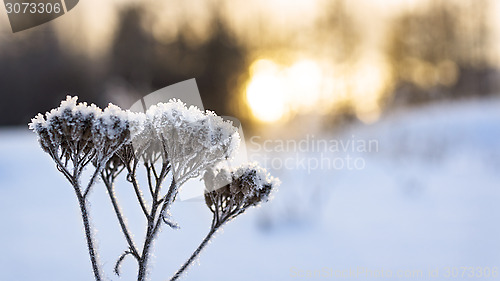 Image of Warm sunset in cold winter 