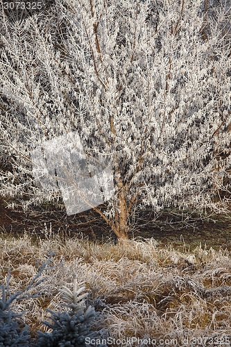 Image of Winter tree