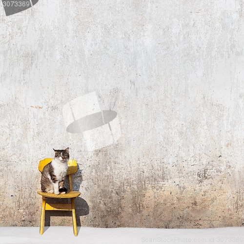 Image of cat sitting on the yellow chair 