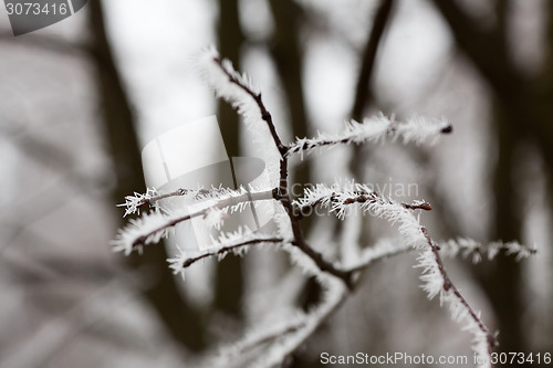 Image of Frost