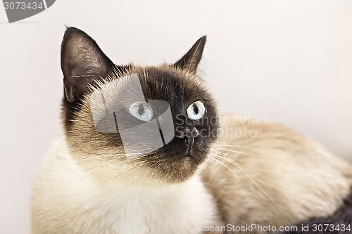 Image of Portrait of siamese cat