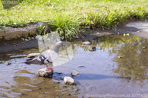 Image of Dove on stone in puddle in summer