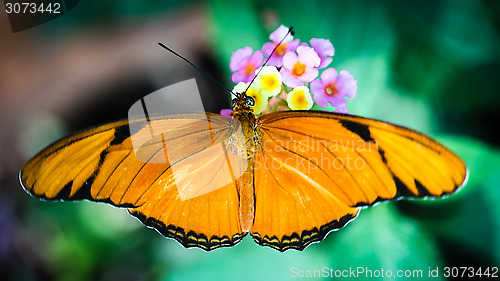 Image of Julia Heliconian Dryas Julia