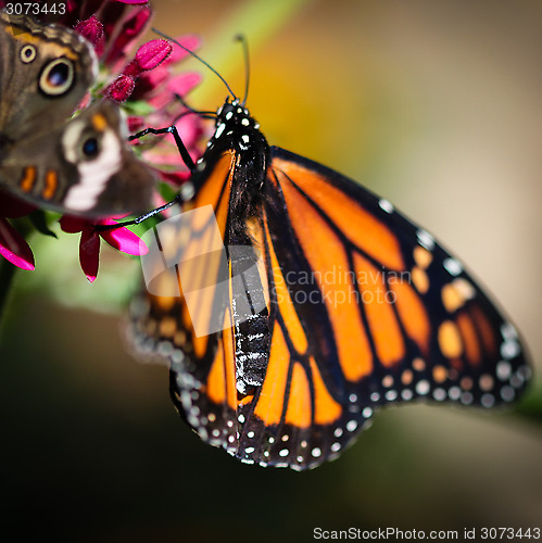 Image of Monarch Danaus Plexippus