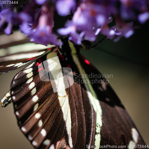 Image of Zebra Heliconian Heliconius Charithonia