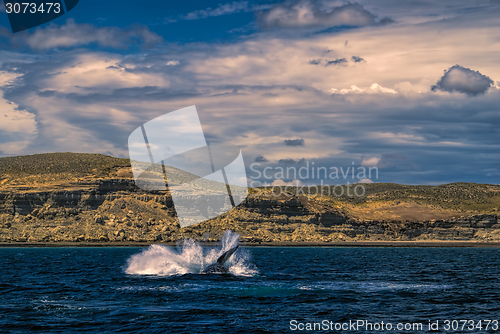 Image of Whale splashing