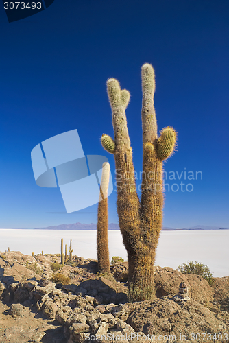 Image of Cactus by slat planes