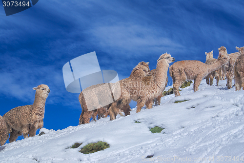 Image of Herd of Llamas in Andes