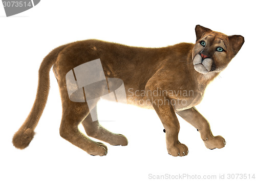 Image of Puma