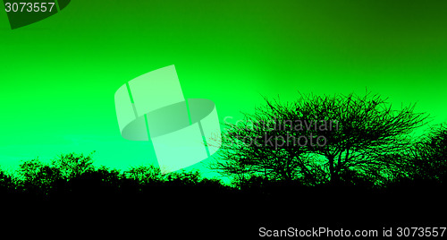 Image of Picturesque tree and bushes silhouette