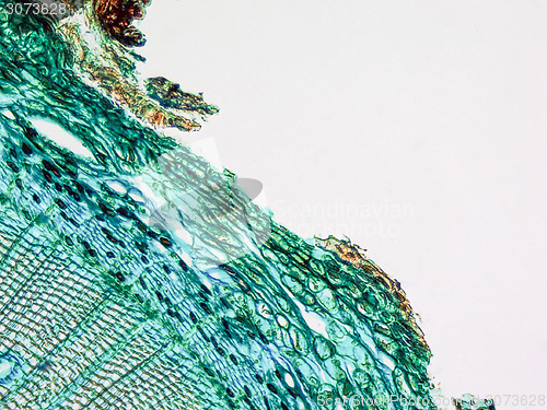 Image of Pine Wood micrograph