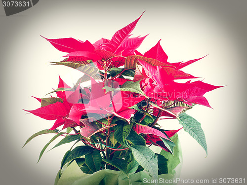 Image of Poinsettia Christmas star