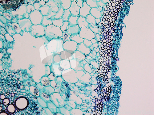 Image of Cucurbita stem micrograph