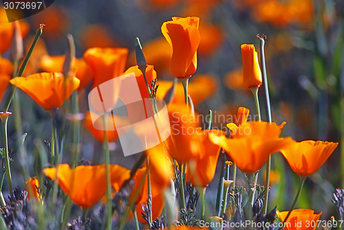 Image of California Poppy