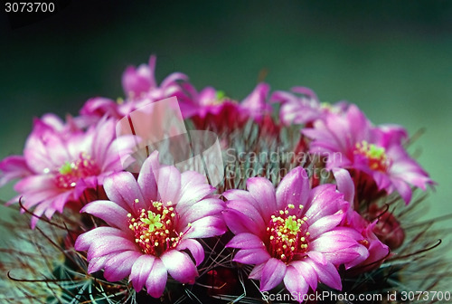 Image of Cactus Flower