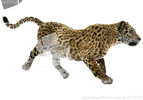 Image of Jaguar