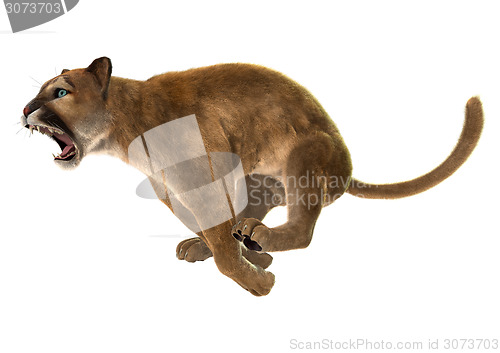 Image of Wild Puma