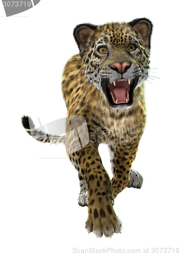 Image of Wild Jaguar