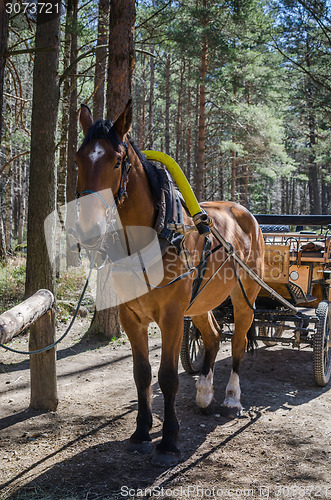 Image of Horse-drawn carriage in close up