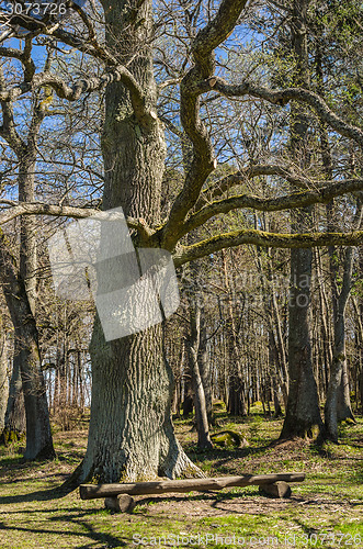 Image of Old oak in the spring in park, a close up