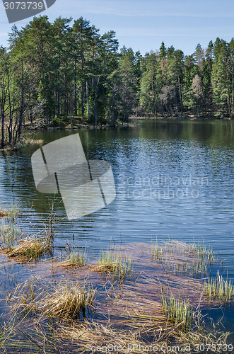 Image of Spring landscape at wood lake