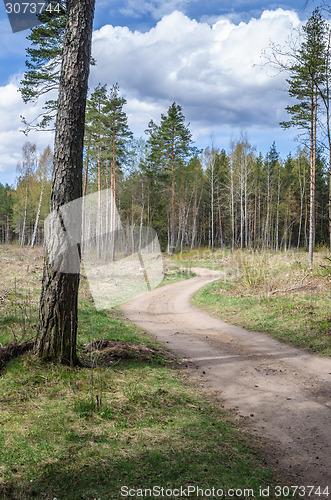 Image of Country road the leader through a wood