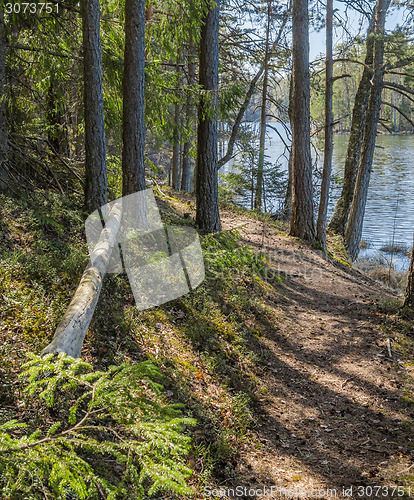 Image of Spring landscape at wood lake