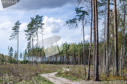 Image of Country road the leader through a wood