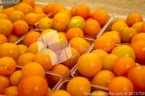 Image of Organic Tomatoes