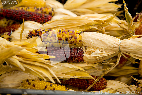 Image of Organic Corn