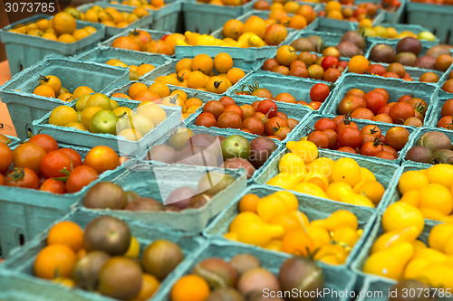 Image of Organic Tomatoes