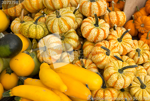 Image of Organic Pumpkins