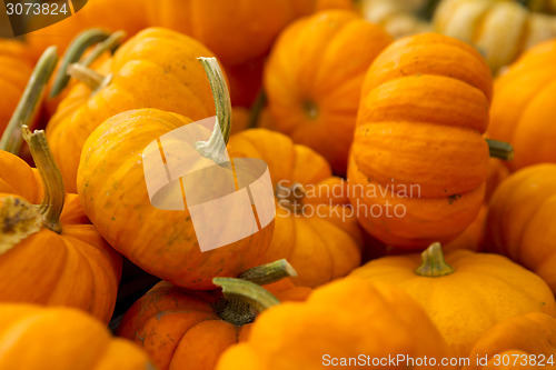 Image of Organic Pumpkins