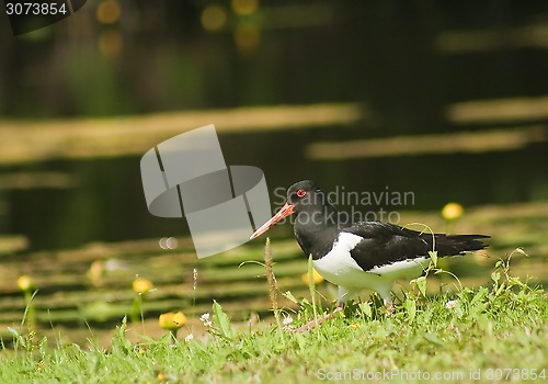 Image of oyster catcher