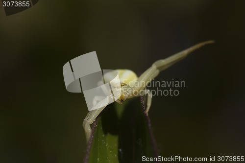 Image of striped crab spider