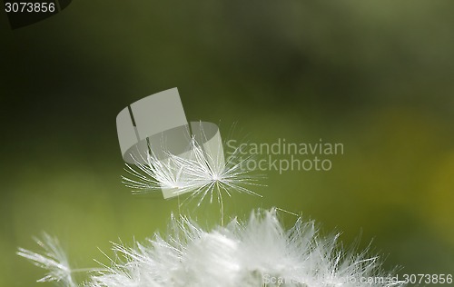 Image of dandelion seeds