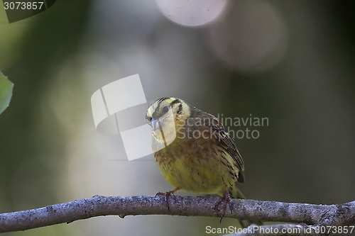 Image of yellowhammer