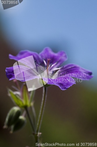 Image of cranesbill